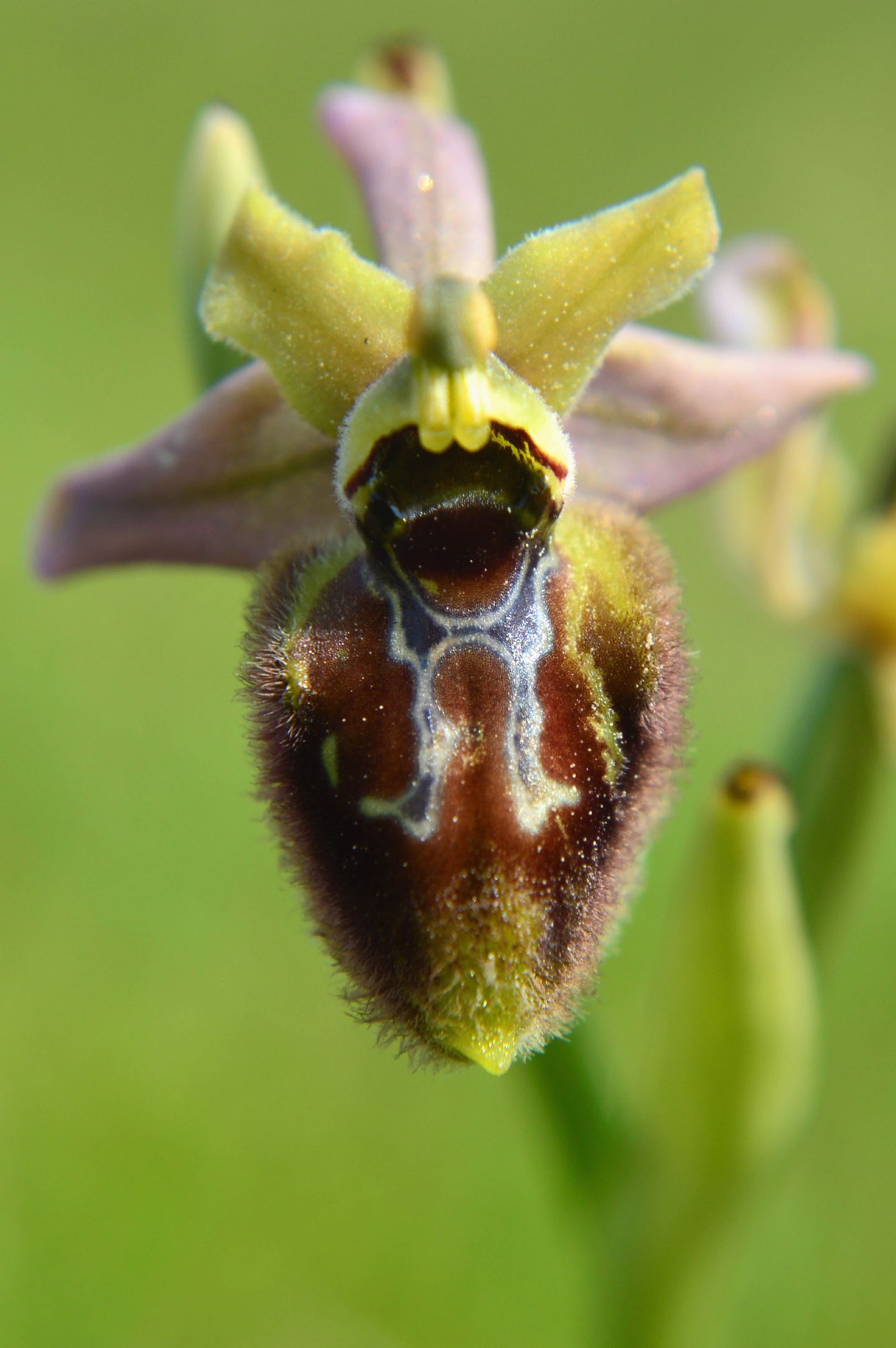 Ibrido O. tenthredinifera x?